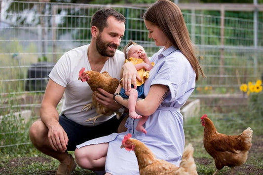 Lomi vs Traditional Composting vs Backyard Chickens